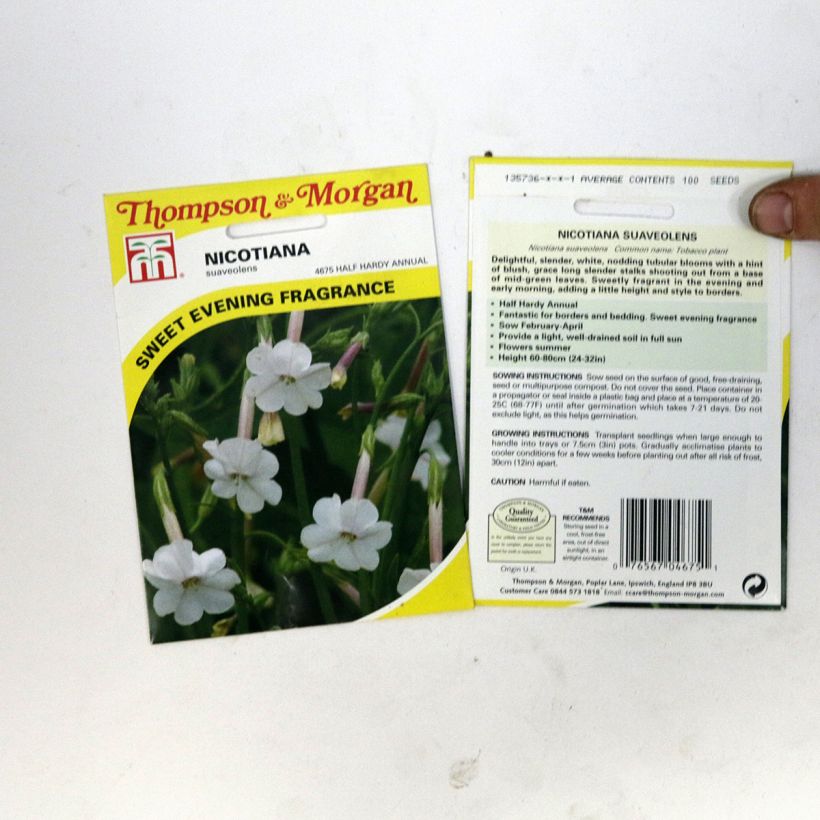 Exemple de spécimen de Graines de Tabac suaveolens - Nicotiana noctiflora tel que livré