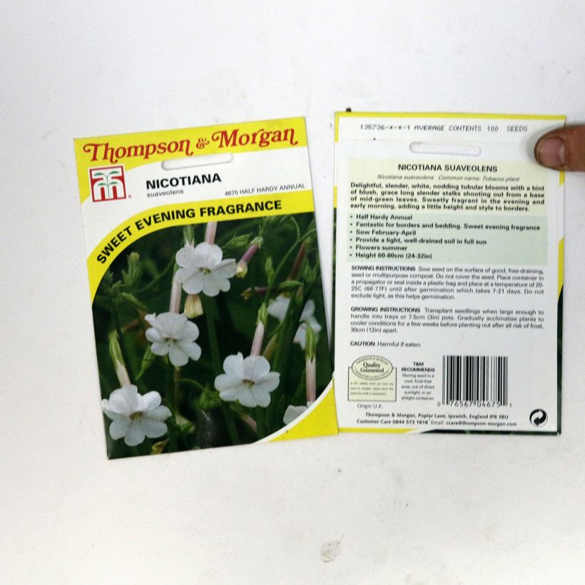Exemple de spécimen de Graines de Tabac suaveolens - Nicotiana noctiflora Graines tel que livré