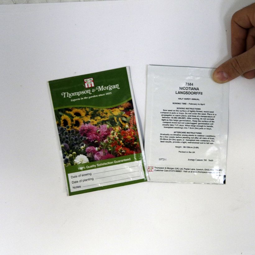 Exemple de spécimen de Graines de Tabac vert langsdorffii - Nicotiana langsdorffii  Graines tel que livré