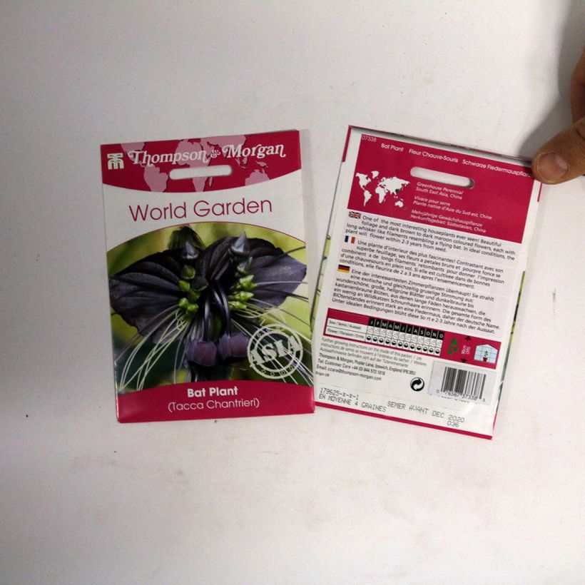 Exemple de spécimen de Graines de Tacca chantrieri - Fleur Chauve-souris Graines tel que livré