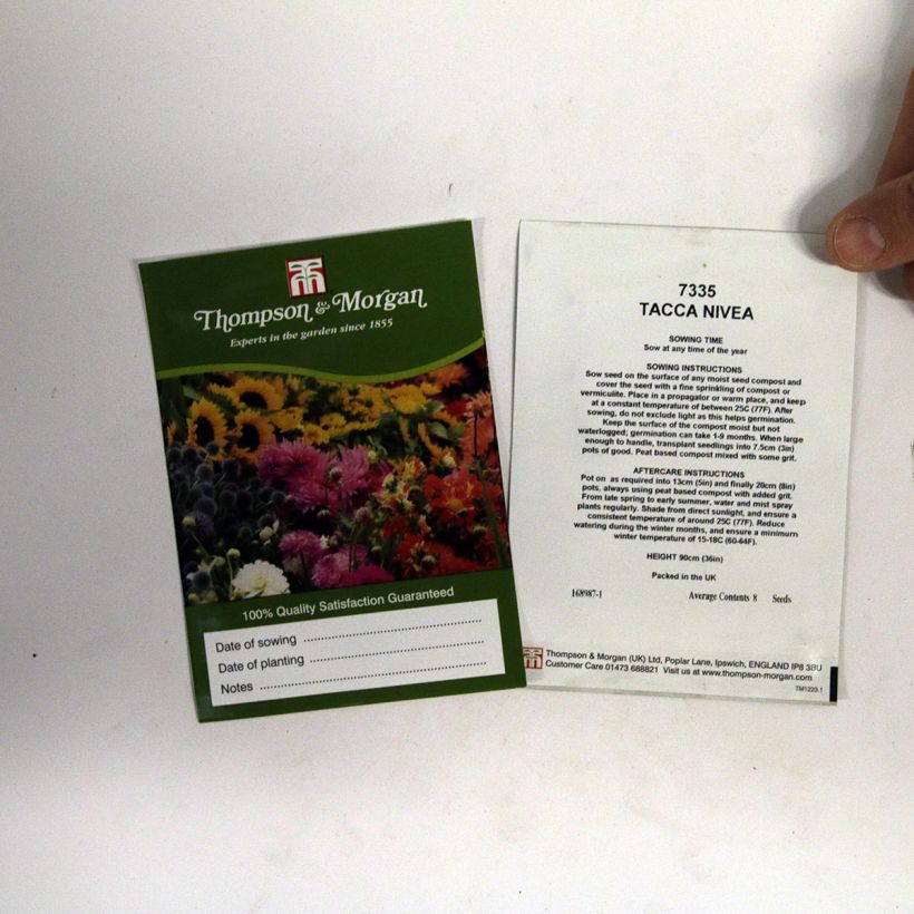 Exemple de spécimen de Graines de Tacca chantrieri (integrifolia) Nivea - Fleur Chauve-souris blanche tel que livré