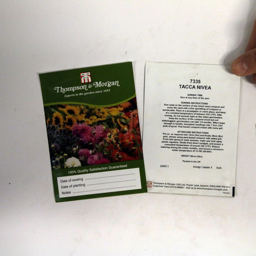 Exemple de spécimen de Graines de Tacca chantrieri (integrifolia) Nivea - Fleur Chauve-souris blanche Graines tel que livré