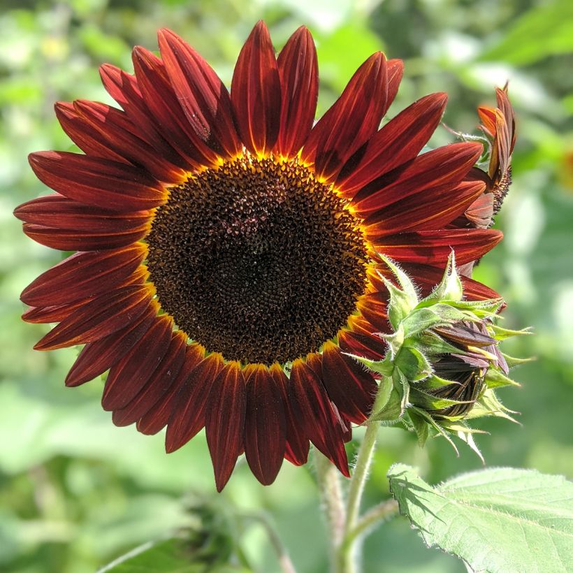 Graines de Tournesol Desire Red F1- Helianthus annuus (Floraison)