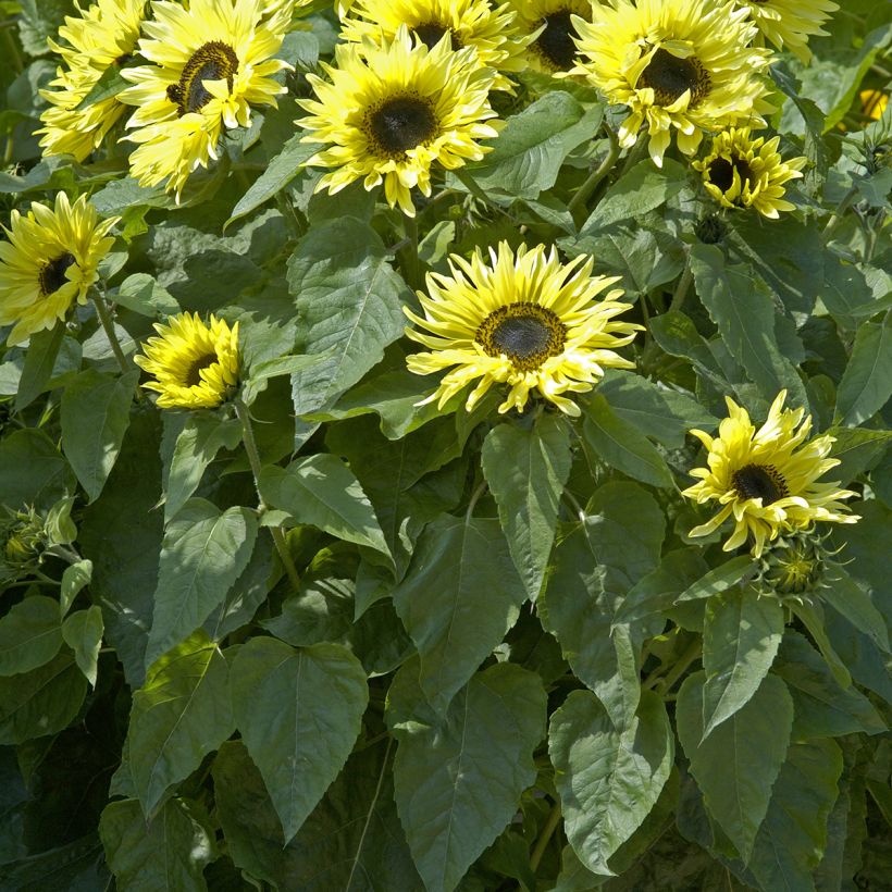 Graines de Tournesol Garden Statement - Helianthus annuus (Feuillage)