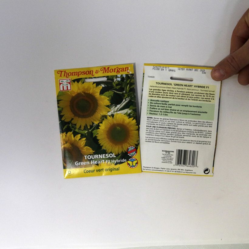 Exemple de spécimen de Graines de Tournesol Green Heart F1 - Helianthus annuus tel que livré