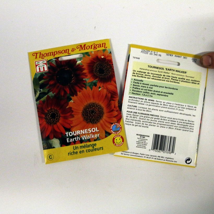 Exemple de spécimen de Graines de Tournesol Earth Walker - Helianthus annuus Graines tel que livré