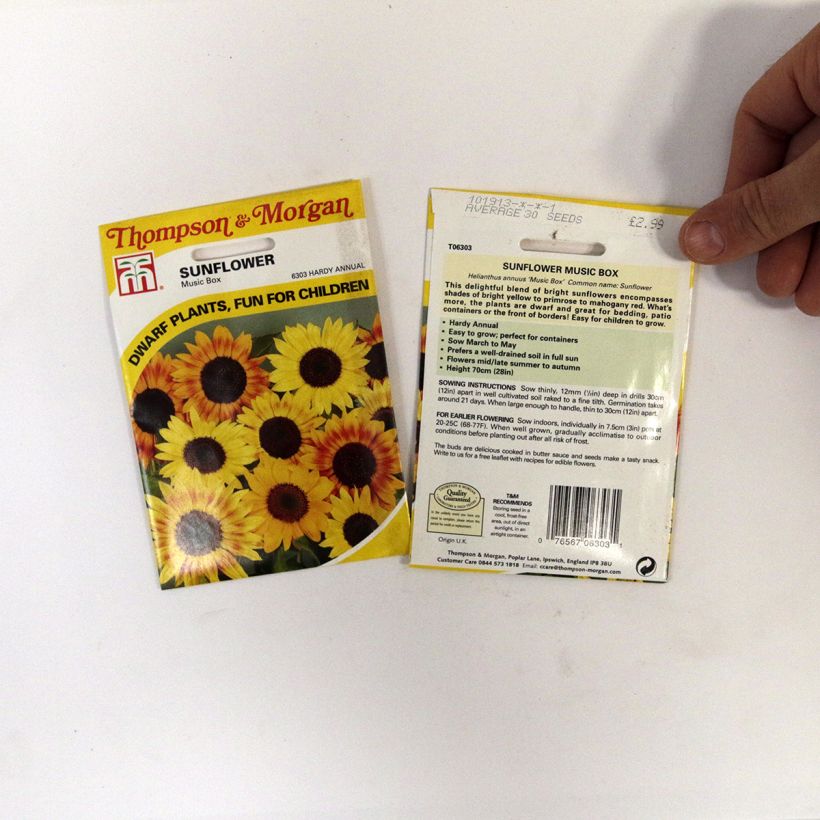 Exemple de spécimen de Graines de Tournesol Music Box - Helianthus annuus. tel que livré