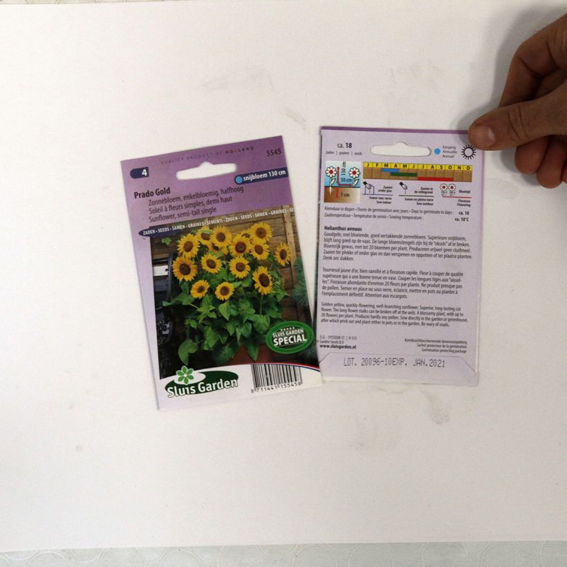 Exemple de spécimen de Graines de Tournesol Prado Gold - Helianthus annuus Graines tel que livré