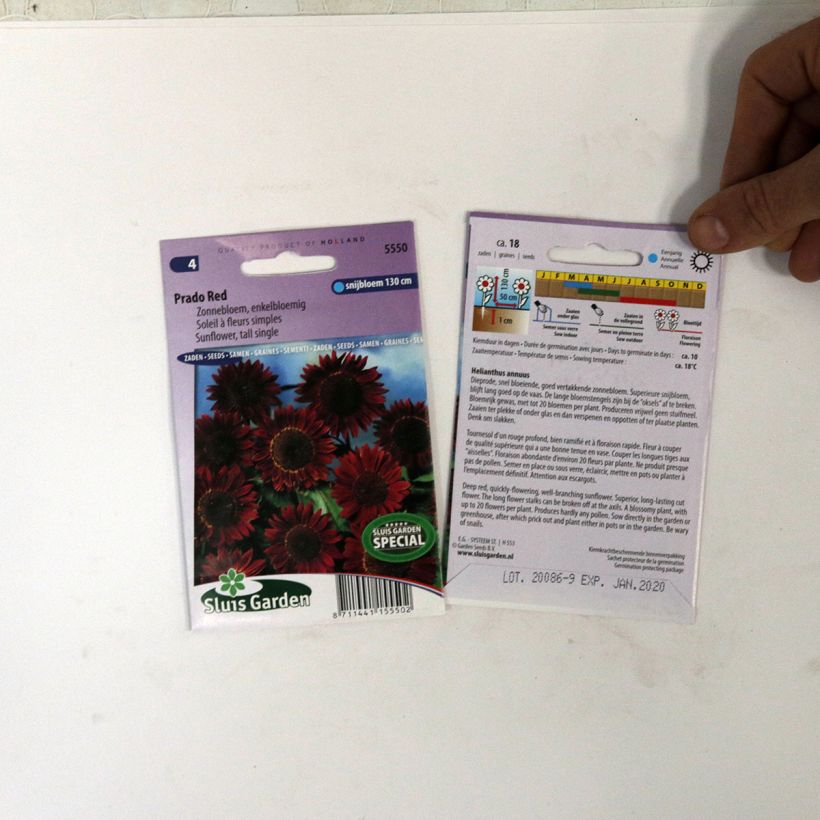 Exemple de spécimen de Graines de Tournesol Prado Red - Helianthus annuus Graines tel que livré