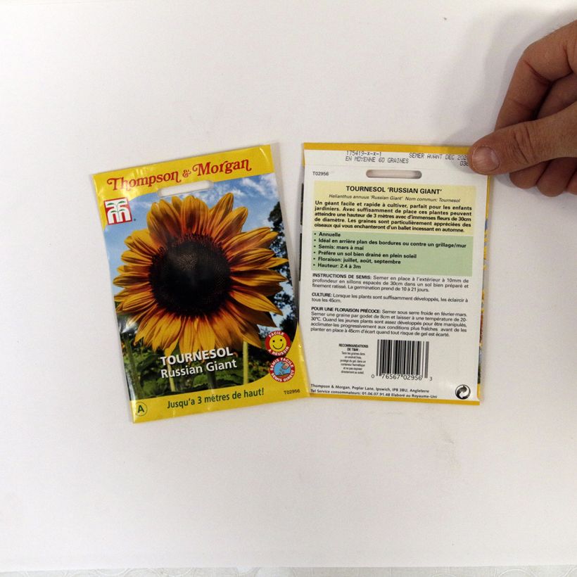 Exemple de spécimen de Graines de Tournesol Russian Giant - Helianthus annuus Graines tel que livré
