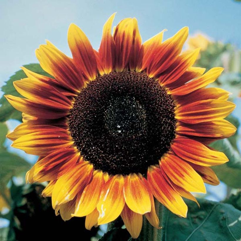 Graines de Tournesol Solar Eclipse F1 - Helianthus annuus (Floraison)