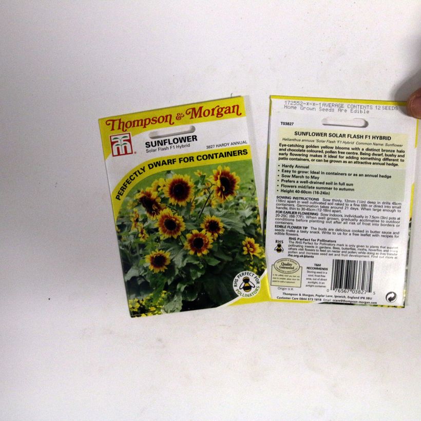 Exemple de spécimen de Graines de Tournesol Solar Flash F1 - Helianthus annuus Graines tel que livré