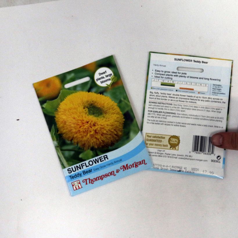 Exemple de spécimen de Graines de Tournesol Teddy Bear - Helianthus annuus Graines tel que livré