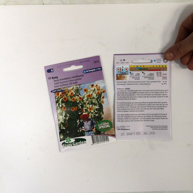 Exemple de spécimen de Graines de Tournesol géant Kong F1 - Helianthus annuus Graines tel que livré