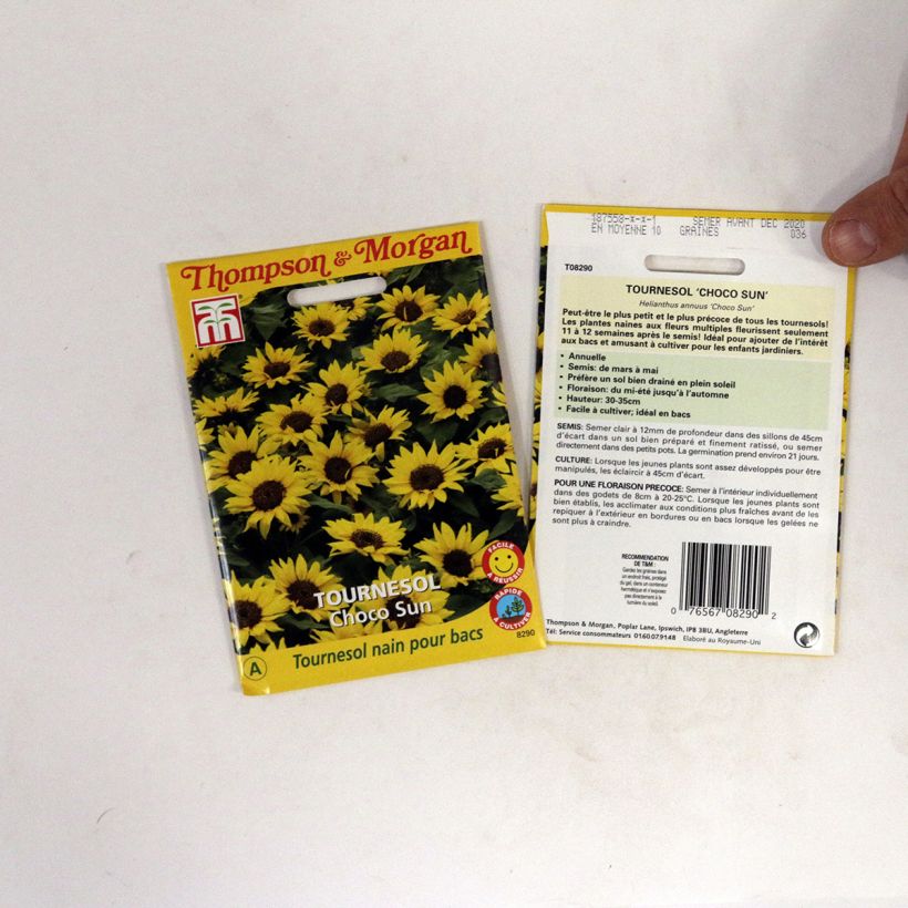 Exemple de spécimen de Graines de Tournesol nain Choco Sun - Helianthus annuus  tel que livré