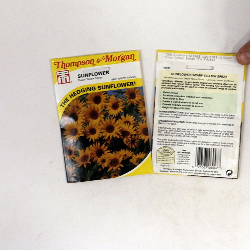 Exemple de spécimen de Graines de Tournesol nain Dwarf Yellow Spray - Helianthus annuus  Graines tel que livré