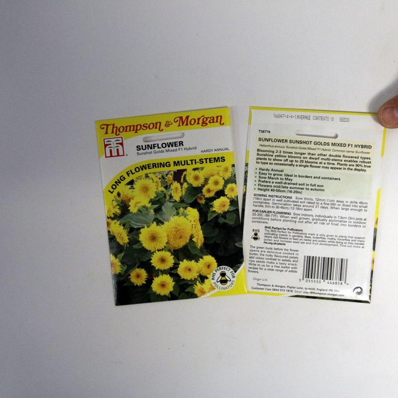 Exemple de spécimen de Graines de Tournesol nain Sunshots Golds Mixed - Helianthus annuus  le sachet de 10 graines tel que livré