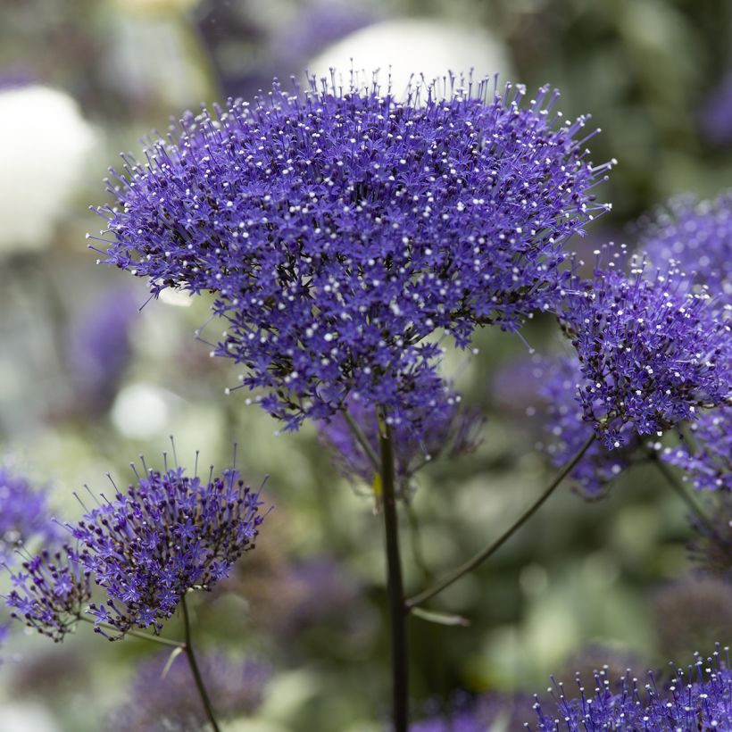 Graines de Trachélie Black Knight - Trachelium caeruleum (Floraison)