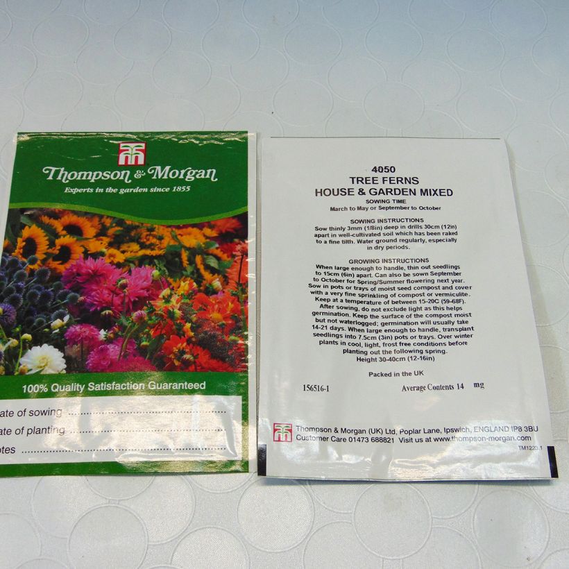 Exemple de spécimen de Graines de Tree Fern House & Garden Mixed  - Fougères arborescentes en mélange Graines tel que livré