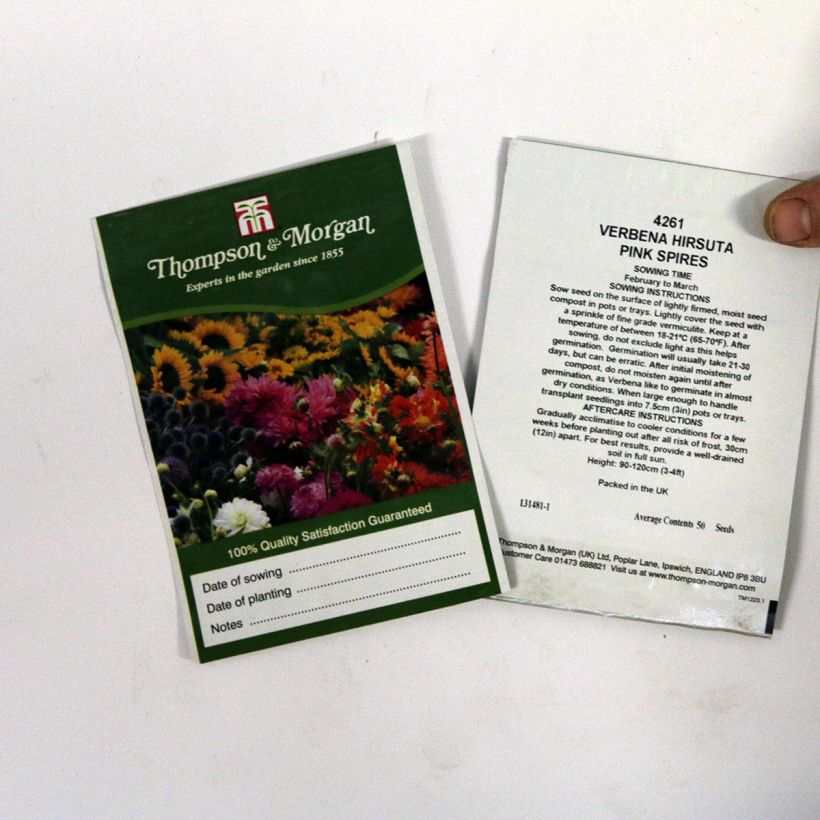 Exemple de spécimen de Graines de Verbena hastata Pink Spires - Verveine hastée Graines tel que livré