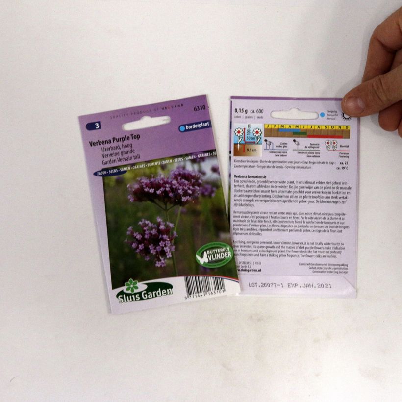 Exemple de spécimen de Graines de Verveine de Bueno-Aires Purple Top - Verbena bonariensis tel que livré