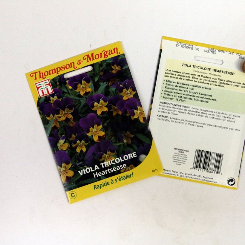 Spécimen de Graines de Viola tricolor Heartsease - Pensée sauvage tel que livré en printemps