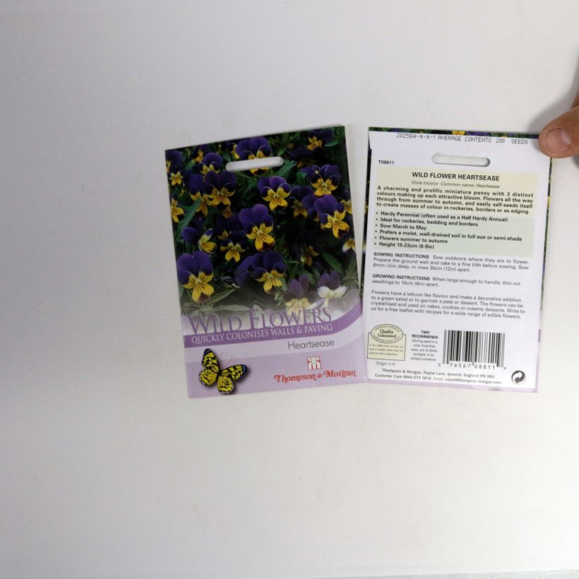 Exemple de spécimen de Graines de Viola tricolor - Pensée sauvage tel que livré