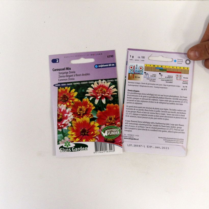 Exemple de spécimen de Graines de Zinnia elegans Carrousel en mélange Graines tel que livré