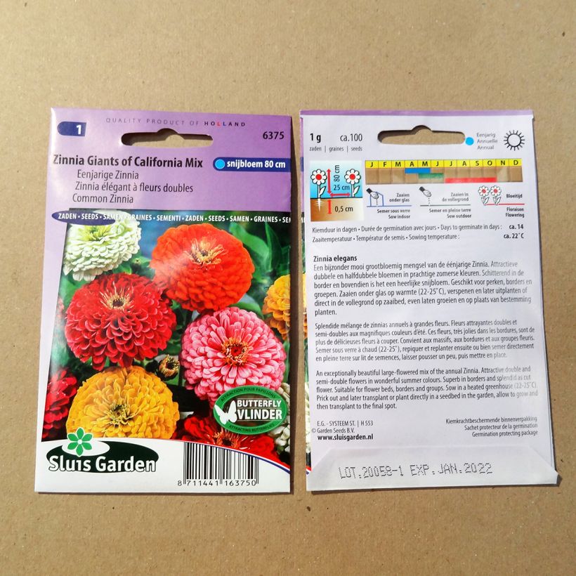 Exemple de spécimen de Graines de Zinnia Géant de Californie en mélange Graines tel que livré