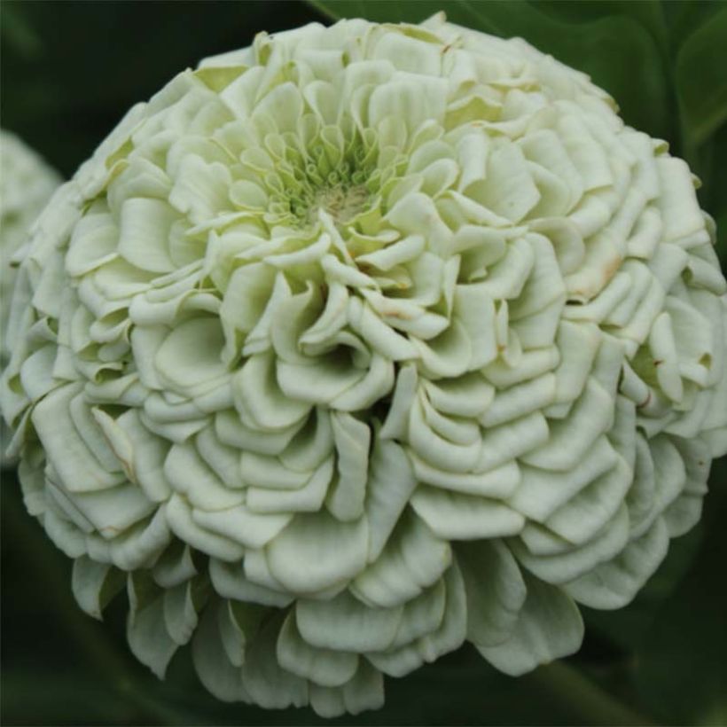 Graines de Zinnia elegans Polar Bear (Floraison)