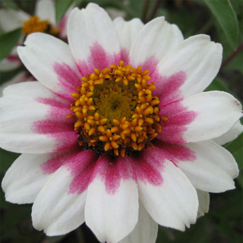 Graines de Zinnia du Maryland Zahara Starlight Rose (Floraison)