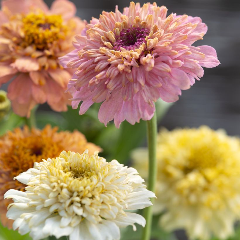 Graines de Zinnia elegans Cresto! Peaches and Cream (Floraison)