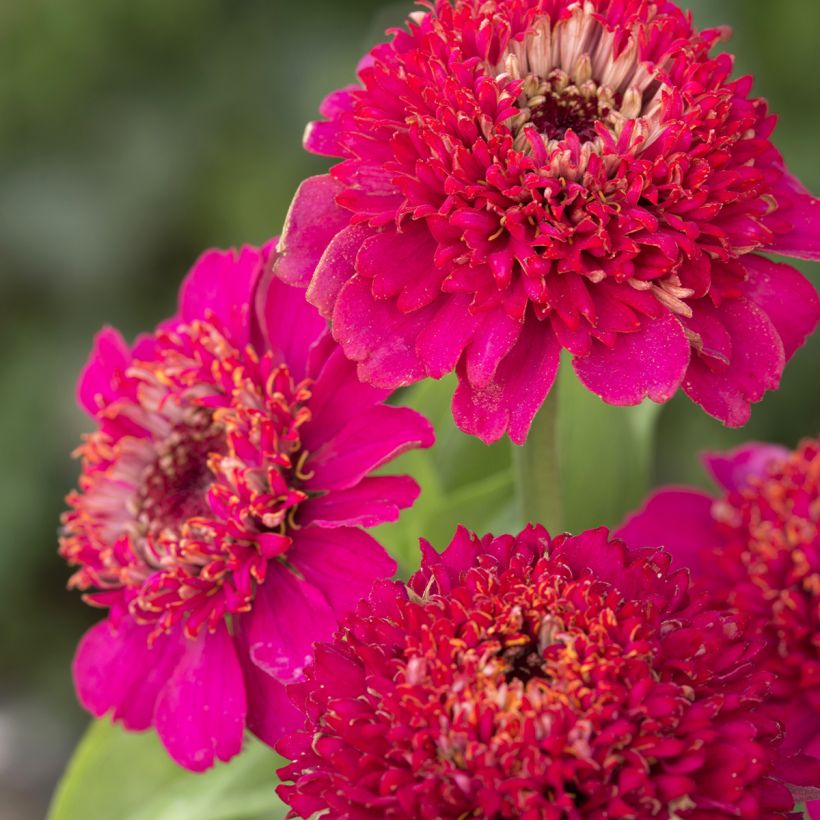 Graines de Zinnia elegans Cresto! Violet (Floraison)