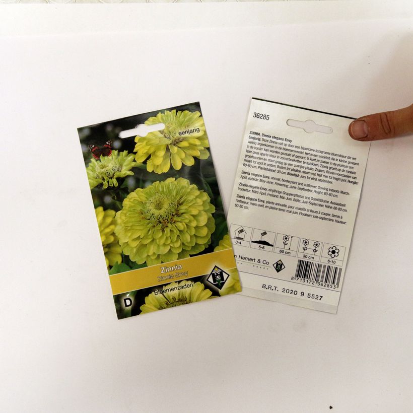 Exemple de spécimen de Graines de Zinnia elegans Envy Double vert chartreuse tel que livré