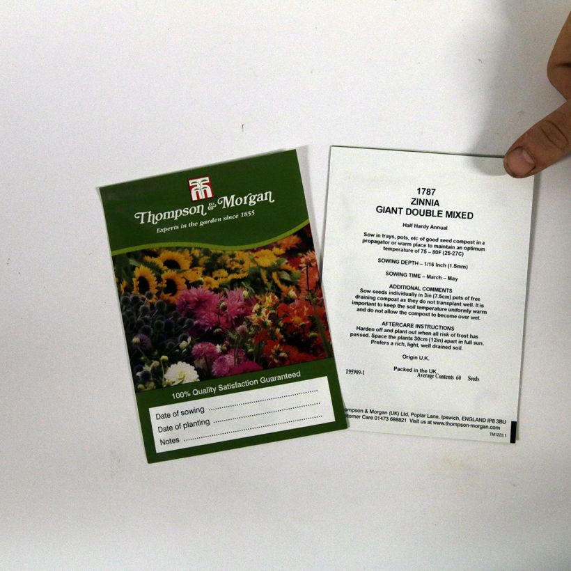 Exemple de spécimen de Graines de Zinnia elegans Giant Double Mixed Graines tel que livré