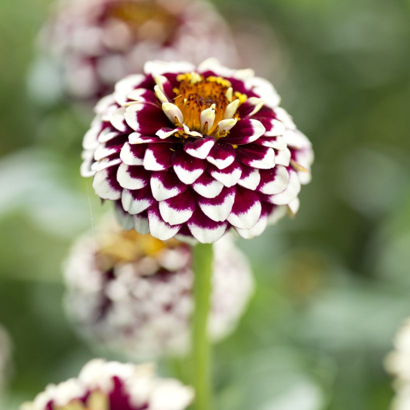 Graines de Zinnia haageana Jazzy Red (Floraison)