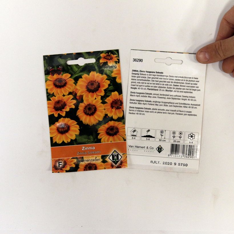 Spécimen de Graines de Zinnia haageana Soleado tel que livré en printemps