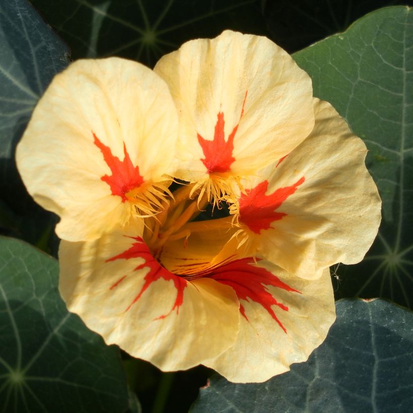 Graines de Capucine naine Peach Melba - Tropaeolum majus (Floraison)