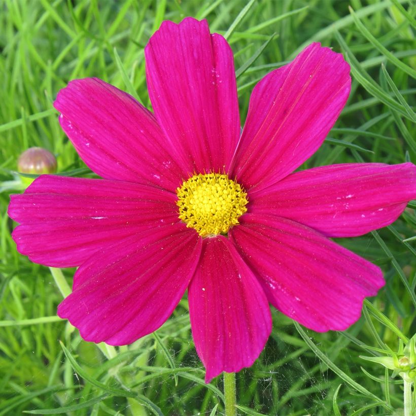 Graines de Cosmos sonata nain Royal Dwarf Carmine (Floraison)