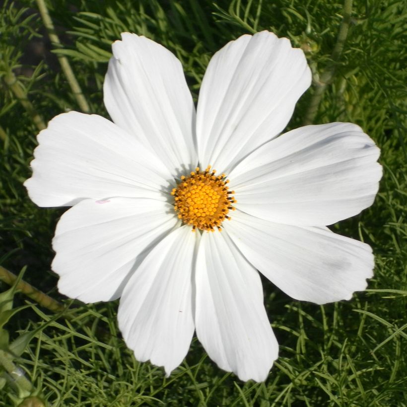 Graines de Cosmos Sonata White - Cosmos bipinnatus (Floraison)