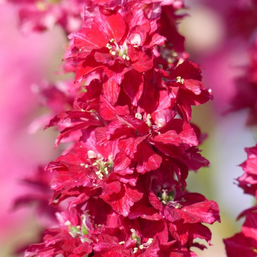 Graines de Delphinium Deep red - Pied d'Alouette annuel rouge (Floraison)