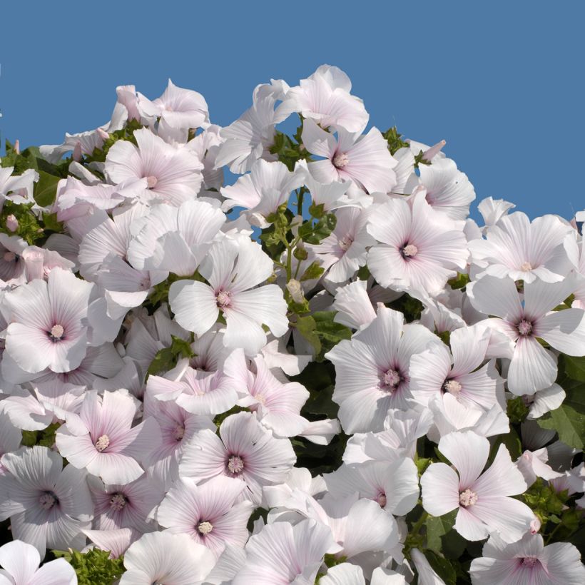 Graines de lavatère annuelle New Dwarf Pink Blush - Lavatera trimsetris (Floraison)