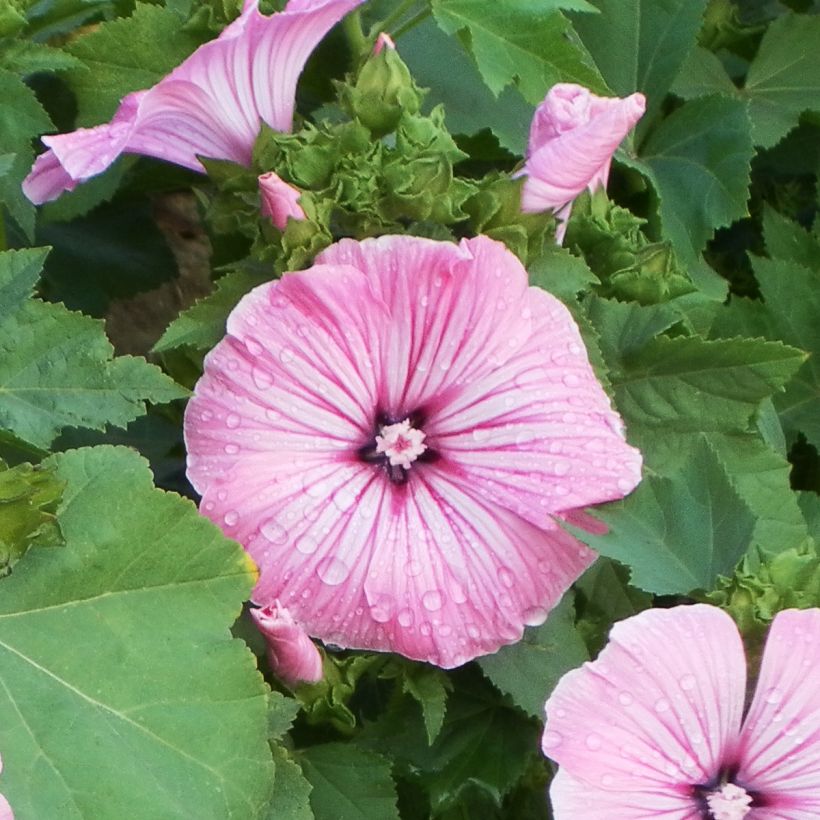 Graines de Lavatère annuelle Silver Cup (Floraison)