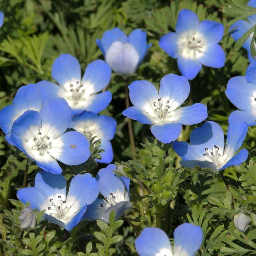 Graines de Némophile Baby Blue Eyes - Nemophila menziesii (Floraison)