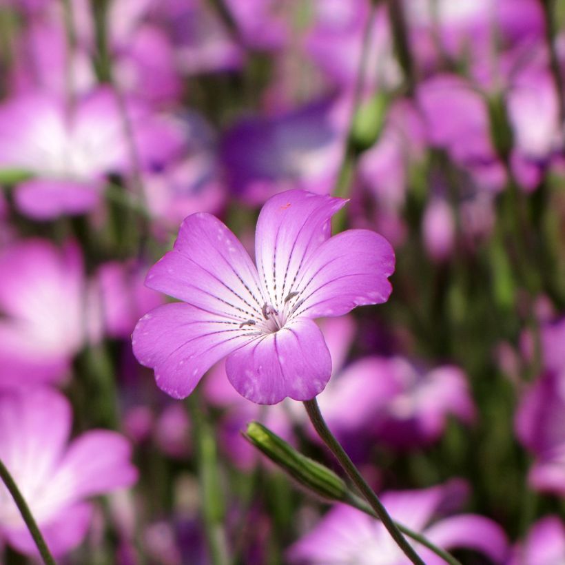 Graines de nielle des blés Coquelourde Milas - Agrostemma githago (Floraison)