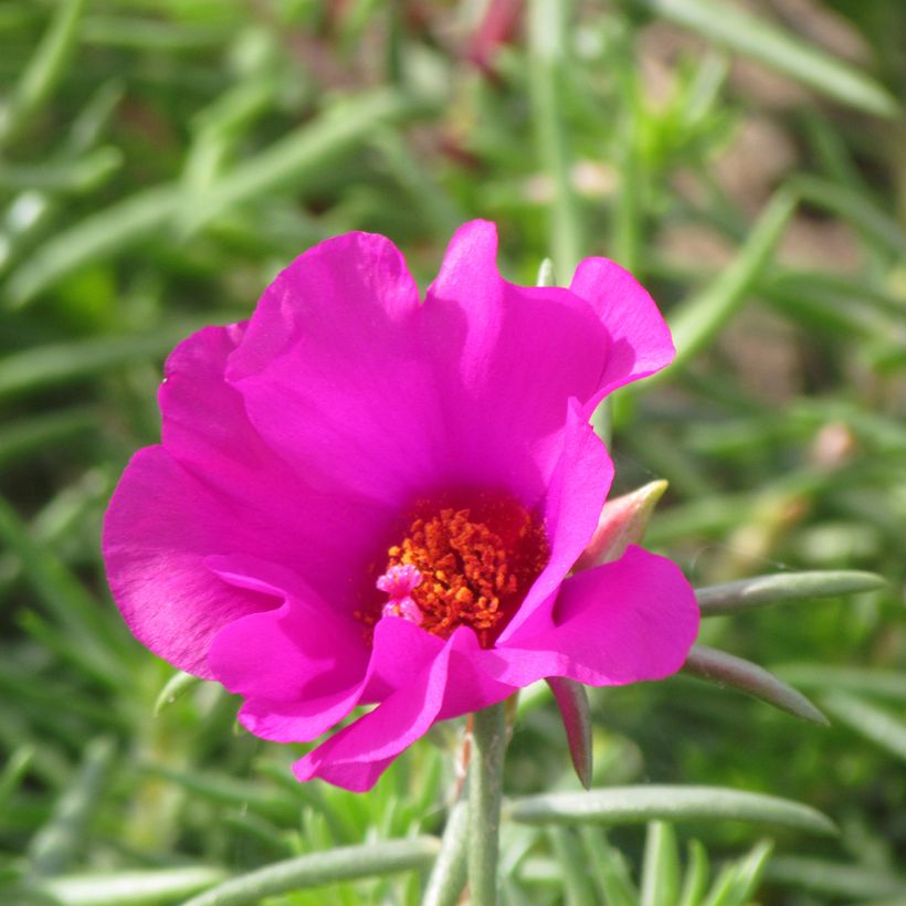 Graines de pourpier à grandes fleurs Single Ruby - Portulaca grandiflora (Floraison)