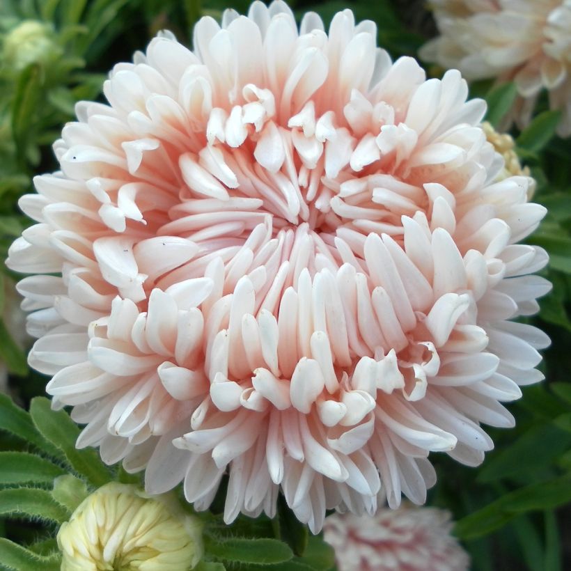 Graines de Reine-marguerite Duchesse en mélange (Floraison)