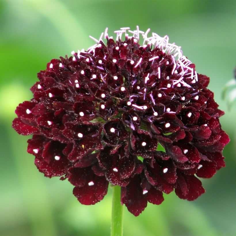 Graines de Scabieuse atropurpurea Ebony and Ivory  (Floraison)