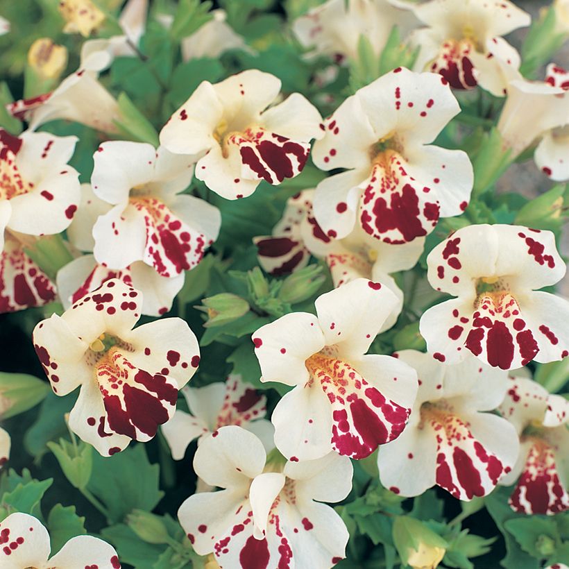 Graines de Mimulus Monkey Magic F1 Hybrid (Floraison)