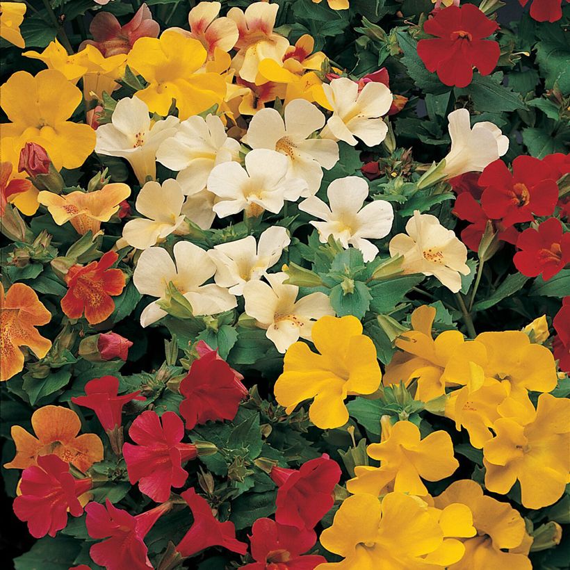 Graines de Mimulus Mystic Mixed F1 Hybrid (Floraison)